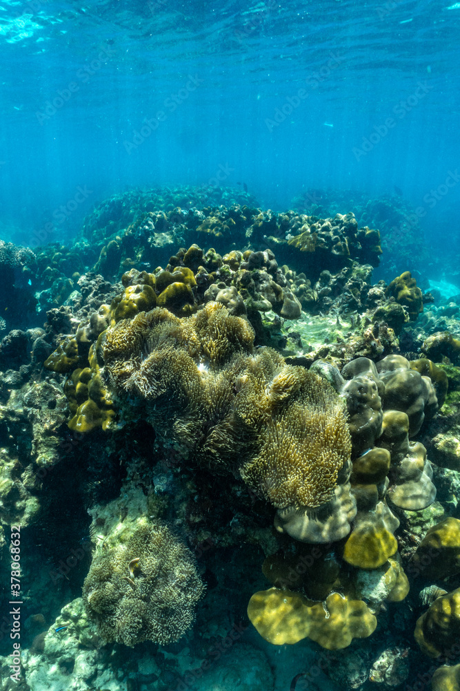 Shallow coral reefs of Phi Phi Island Krabi Province, Thailand Shallow coral reefs of Phi Phi Island Krabi Province, Thailand