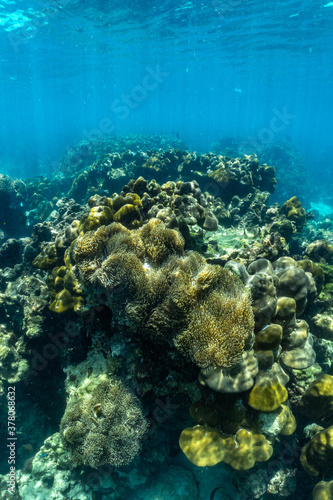 Shallow coral reefs of Phi Phi Island Krabi Province, Thailand © satit