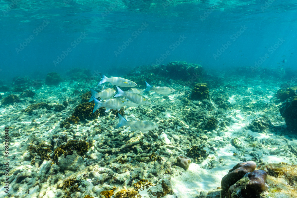 Group of mullet fish with swim over coral.