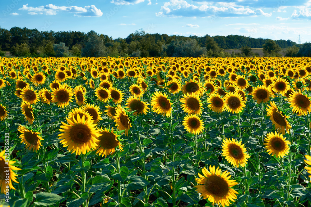 Obraz premium sunflower - bright field with yellow flowers, beautiful summer landscape in sunset