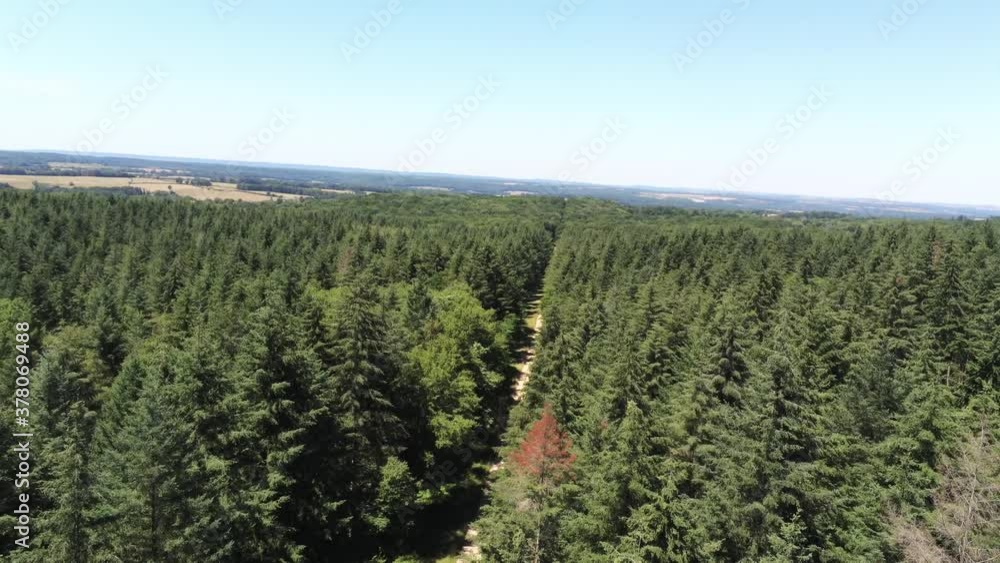 Forêt De Sapins Busch 6391, échelle H0 1/87, Neuf