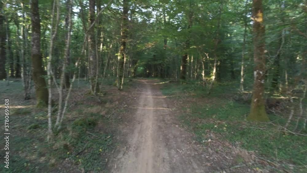 Chemin de forêt en Bourgogne
