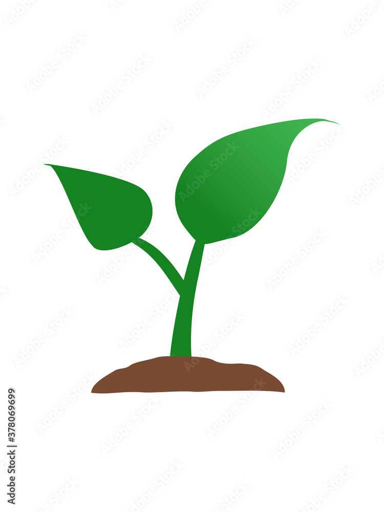 plant growing illustration on white background plant growing illustration on white background