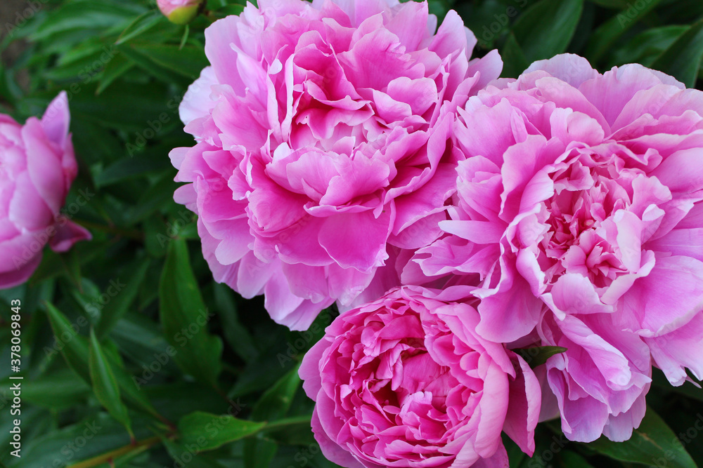 Peony flowers Beautiful card with flowers.