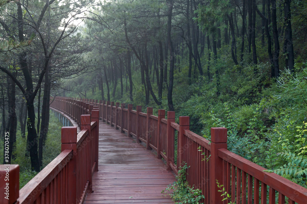 Fototapeta premium A path of red wood in the woods