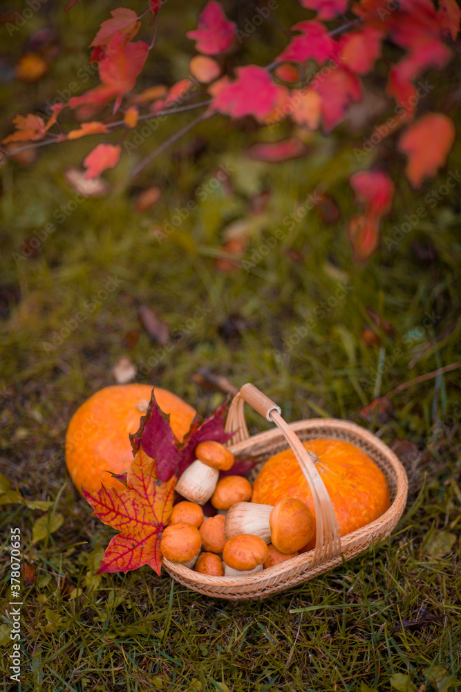 Basket full of autumn leaves with pumpkin and mushrooms Basket full of autumn leaves with pumpkin and mushrooms