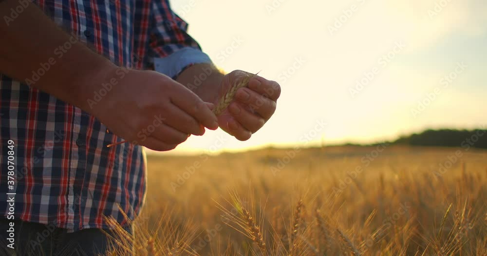 A close-up of a male farmer holds wheat in the sunlight and at sunset examines its spikes. Brushes of rye in sunlight in the hands of an elderly farmer