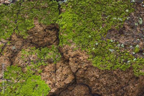 Background of mountain rock with bright green lichen, stone texture close up