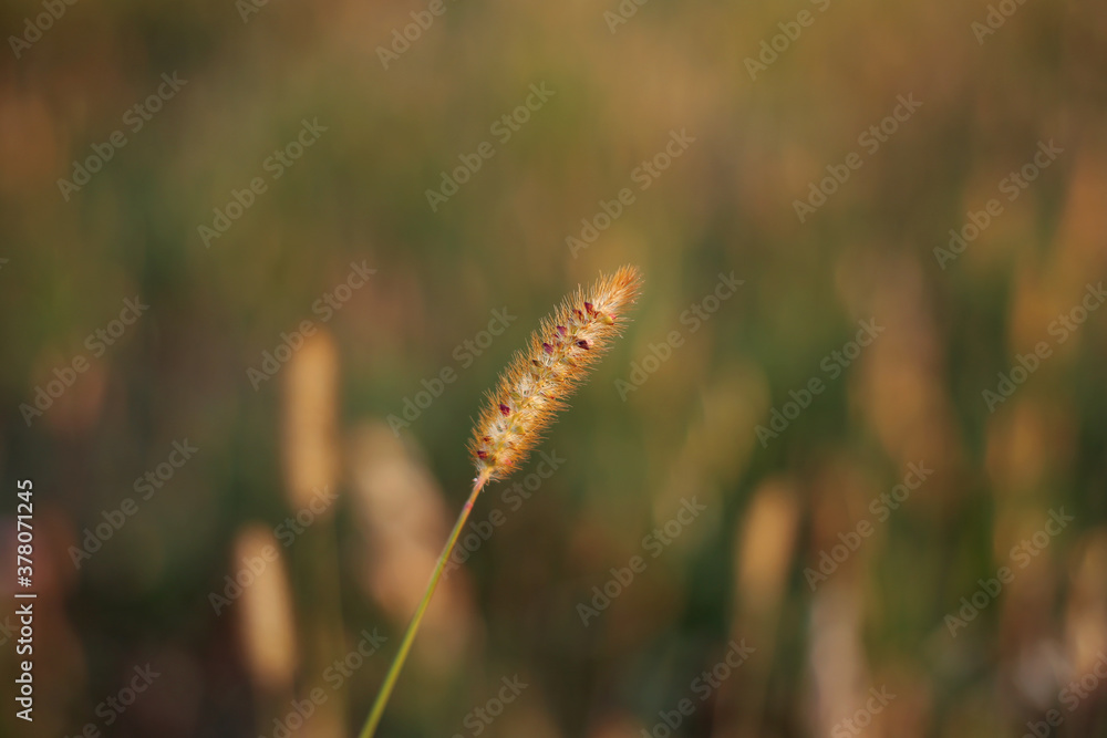 A spikelet of ripe grass with seeds in a field, illuminated by the evening sunlight.