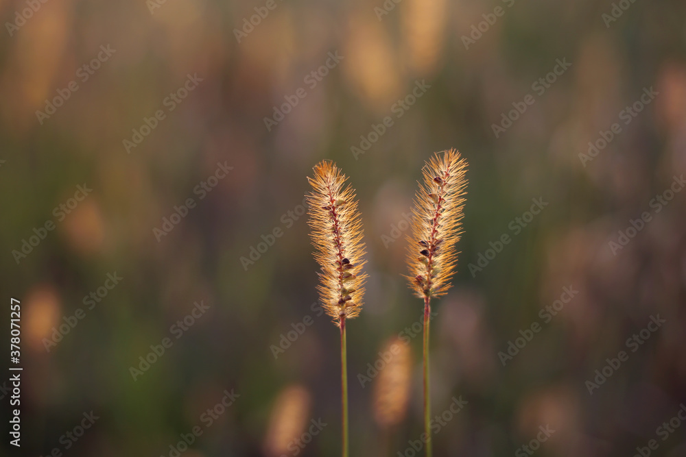 Two ripe blades of grass with seeds are illuminated by the evening autumn sun.