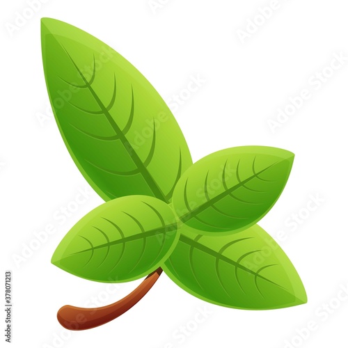 Basil aromatic icon. Cartoon of basil aromatic vector icon for web design isolated on white background
