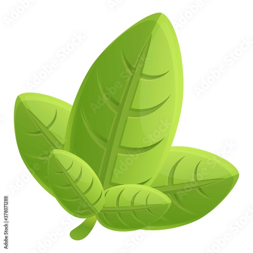 Basil dieting icon. Cartoon of basil dieting vector icon for web design isolated on white background