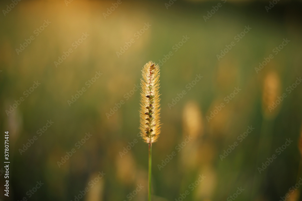 Ripe dry grass seeds in the field, illuminated by the evening sunlight. Ripe dry grass seeds in the field, illuminated by the evening sunlight.