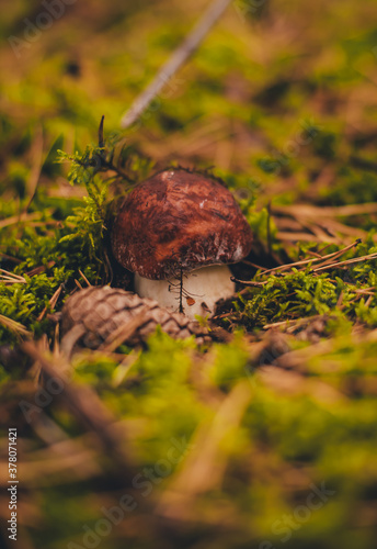 mushrooms in the forest