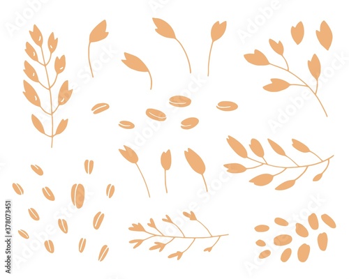 Hand drawn illustration of cereal plants, agriculture industry organic crop products for oat groats flakes, oatmeal packaging design. 