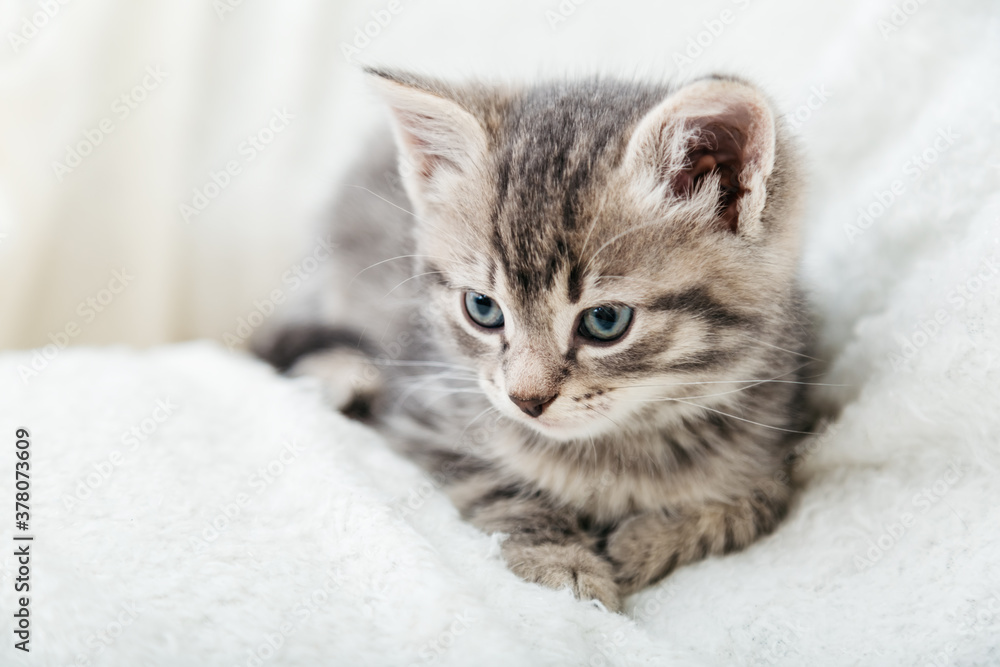 Striped tabby Kitten. Portrait of beautiful fluffy gray kitten. Cat, animal baby, kitten with big eyes lies on white plaid
