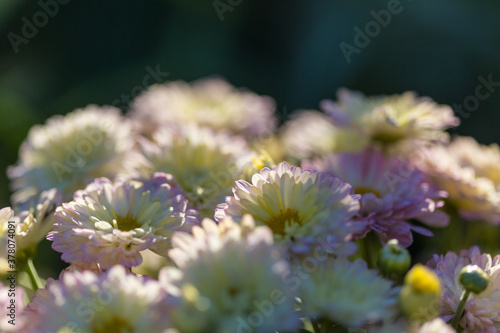 Autumn flowers photo