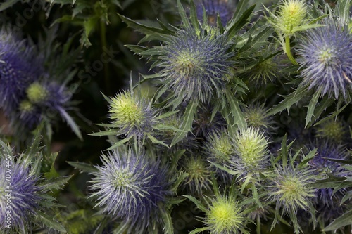 Close up macro of thistle flowers