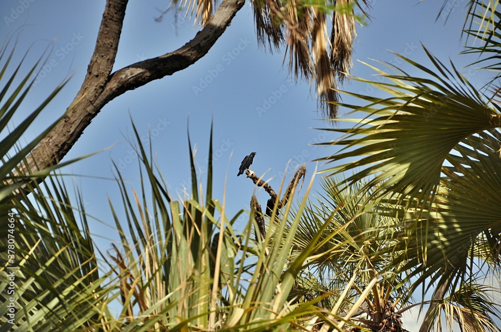 Kruk (Corvus corax) pomiedzy palmami w Afryce. Kenia, rezerwat Samburu - obrazy, fototapety, plakaty 
