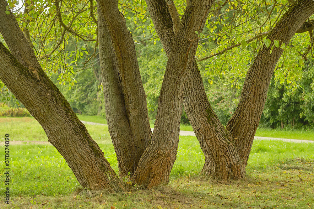 Obraz premium tree trunks on a background of green foliage and grass in the park