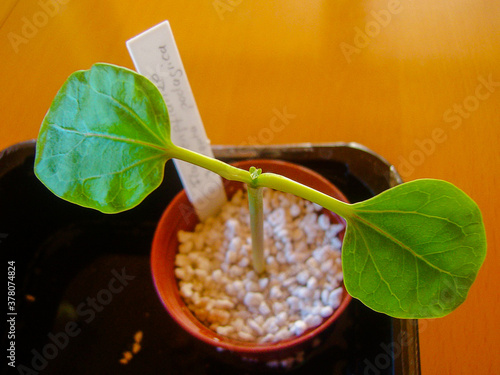 A young plant of the bottle plant shrub Jatropha podagrica. Two leaves are already fully grown, and new sprouts are coming.