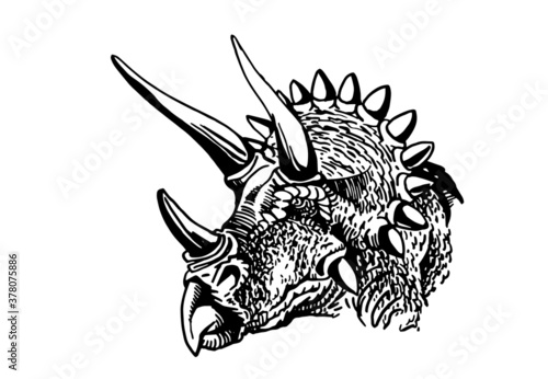  vector portrait of triceratops  isolated on white background, element for typography , design and tattoo