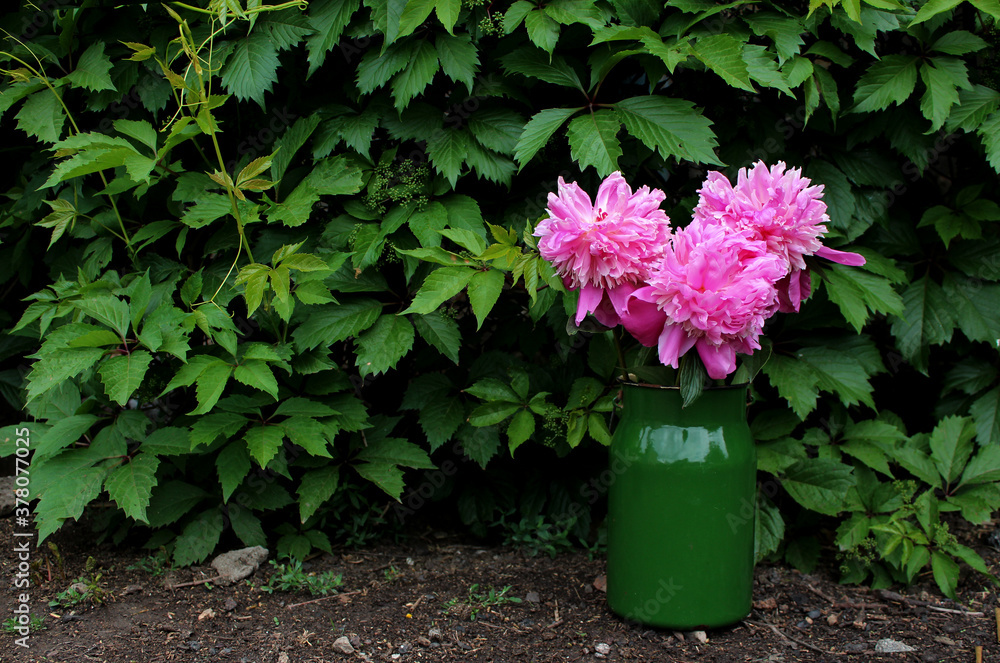 Bouquet of pink peonies in a green can in the yard. Decor at the gate.Postcard.