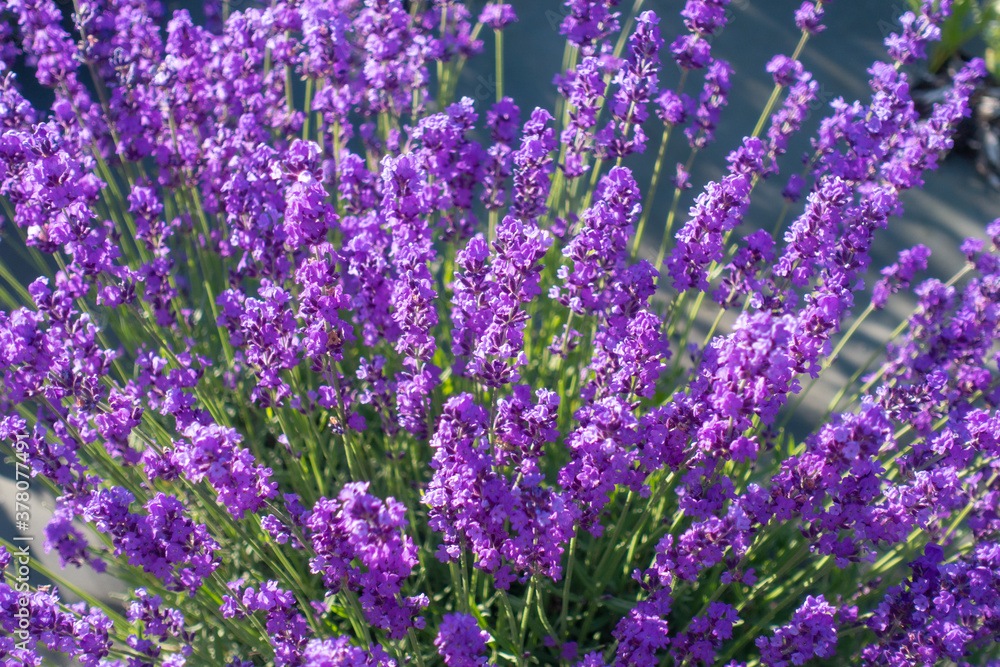 ラベンダー畑 クロースアップ / 北海道札幌市