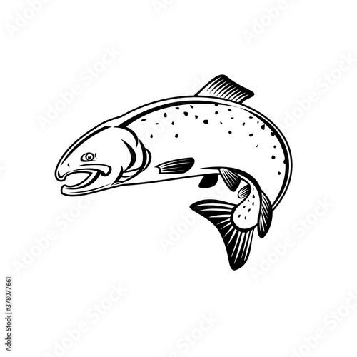Coho Salmon Oncorhynchus Kisutch Silver Salmon or Silvers Jumping Up Retro Woodcut Black and White