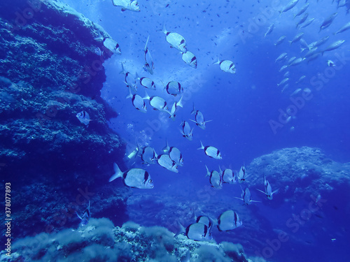 underwater landscape with fishes