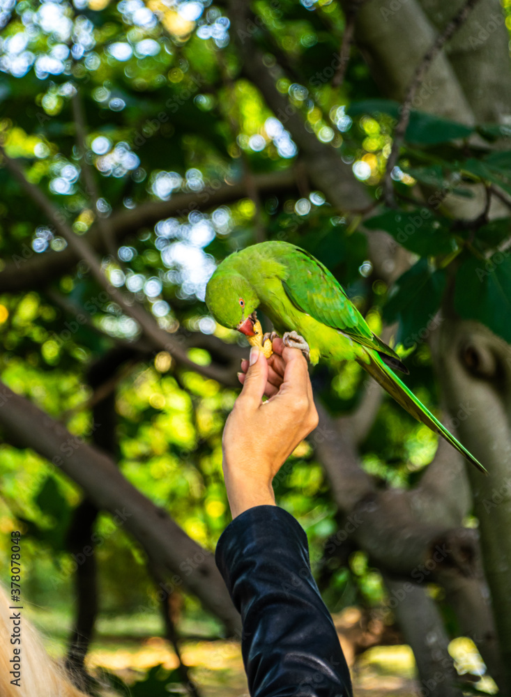 Photo of a green bird eating a peanut from a woman´s hand in the park. Colorful bird