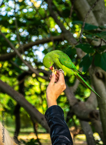 Obraz na płótnie Photo of a green bird eating a peanut from a woman´s hand in the park. Colorful bird w salonie