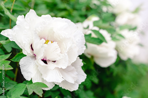 Many beautiful blooming white peonies, white flowers on bush in garden in spring. A beautiful tree peony during flowering. Backyard gardening. Paeonia suffruticosa
