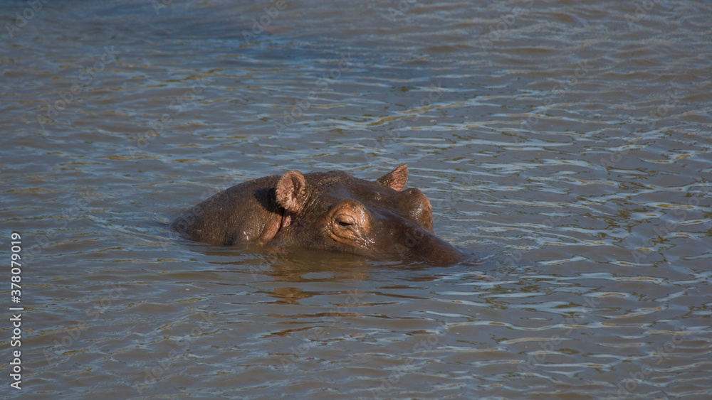 Hippopotamus head looking just above the water surface, Mara River, Kenya Hippopotamus head looking just above the water surface, Mara River, Kenya