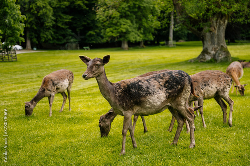 A group of deers resting near medieval Blatna Castle in southern Bohemia  Czech Republic