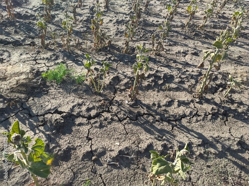 drought on the field. dried and dead plants.