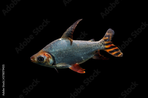 Kissing prochilodus or flagtail prochilodus (Semaprochilodus insignis) is cleaner fish for aquarium on black isolated background photo