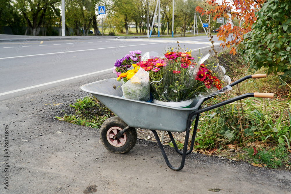           A wheelbarrow with bouquets of autumn flowers stands by the road for sale.
