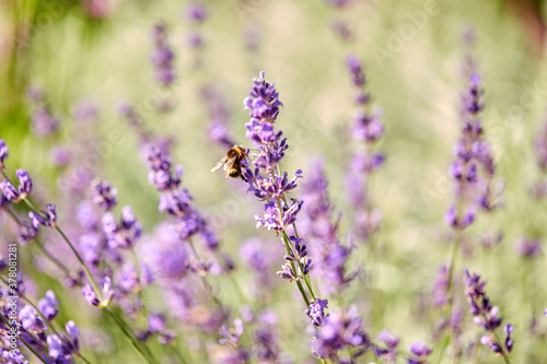 gardening, botany and flora concept - bee pollinating beautiful lavender flowers blooming in summer garden