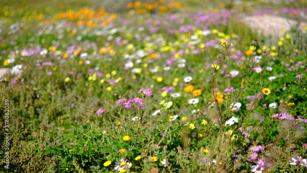 Fototapeta premium Spring flowers