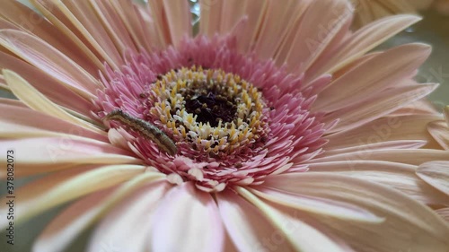 Lesser budworm, Helicoverpa armigera, crawling on beautiful pink color Gerbera Daisy,  flower petals in detail, photo