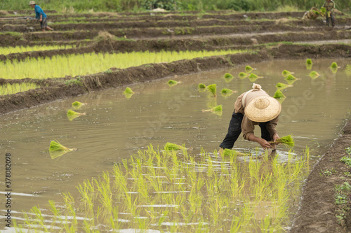 Portrait of farmers on rice field in Thailand, Rice farmers planting rice seedlings, Thailand, Southeast Asia 