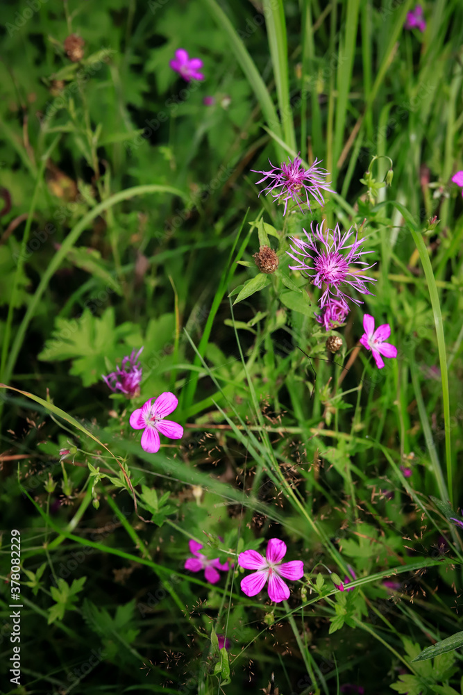 wildflowers close-up on a background of green grass wildflowers close-up on a background of green grass