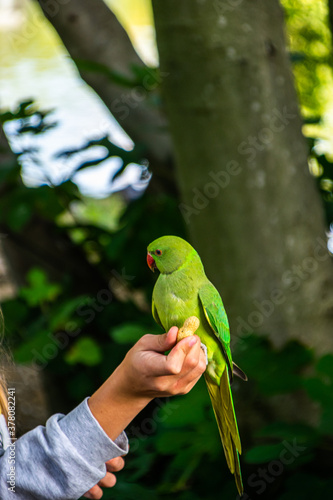 Photo of a green bird eating a peanut from a woman´s hand in the park. Colorful bird