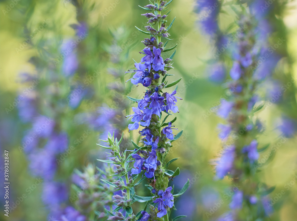 Purple flowers of hyssop (hyssopus officinalis) Purple flowers of hyssop (hyssopus officinalis)
