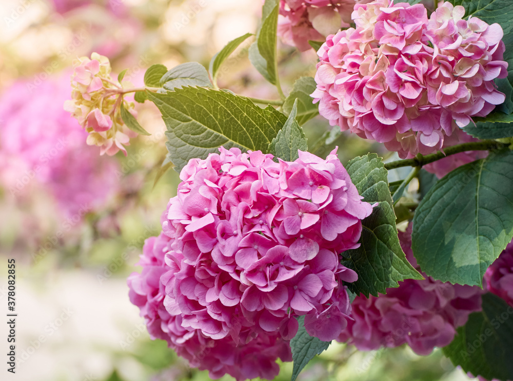 Fototapeta premium Pink flowers of hydrangea close-up.