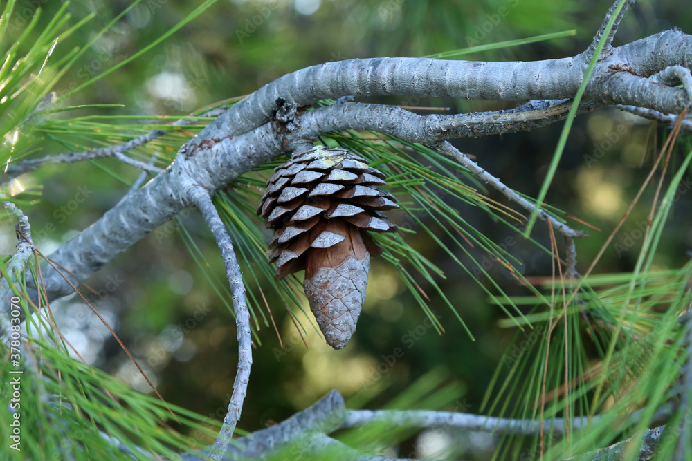 Old cones and green needles on a Mediterranean pine tree Old cones and green needles on a Mediterranean pine tree