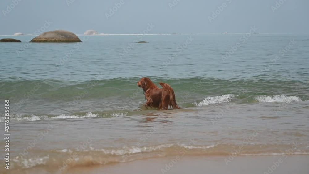 Golden Retriever playing on the beach Golden Retriever playing on the beach