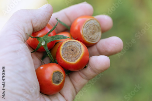 Sick Cherry tomatoes affected by disease vertex rot in hand photo