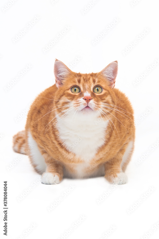 curios striped orange cat sitting